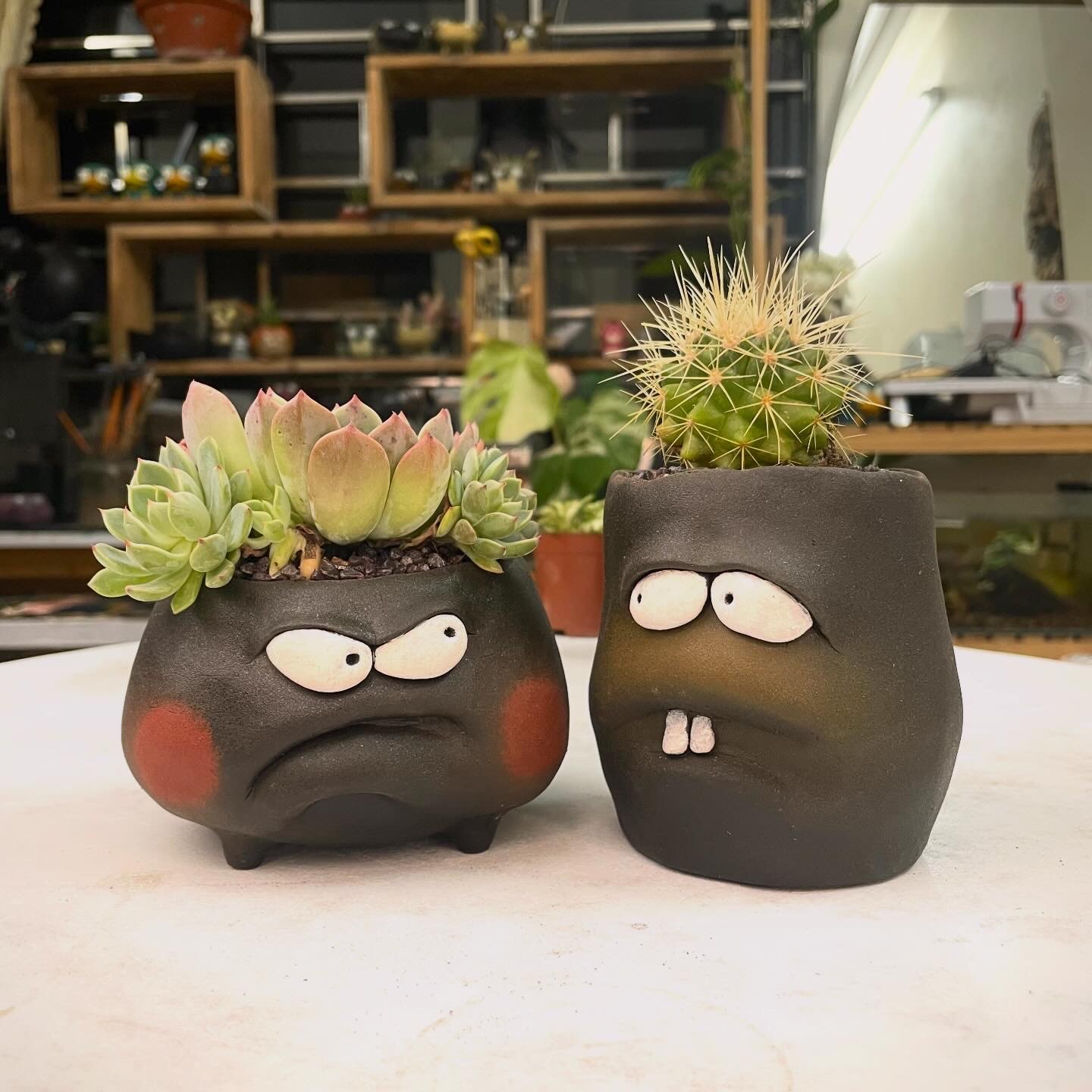 Chậu cây mặt mếu & răng thỏ